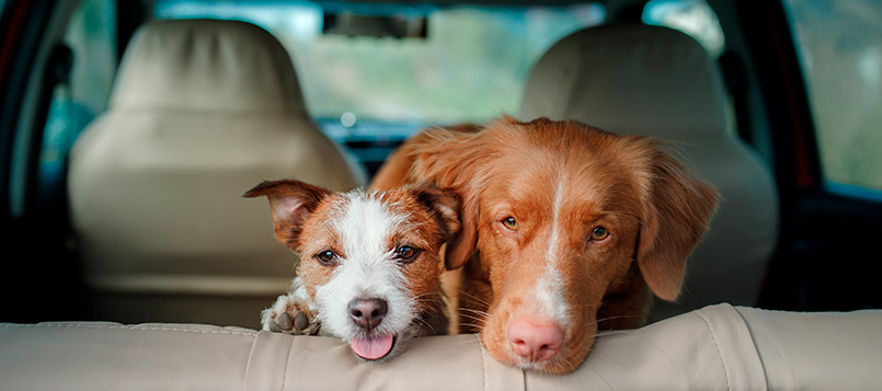 mascotas-transporte