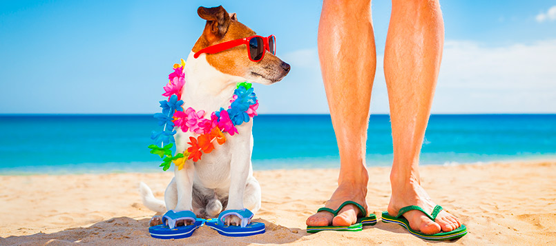mascotas-playa