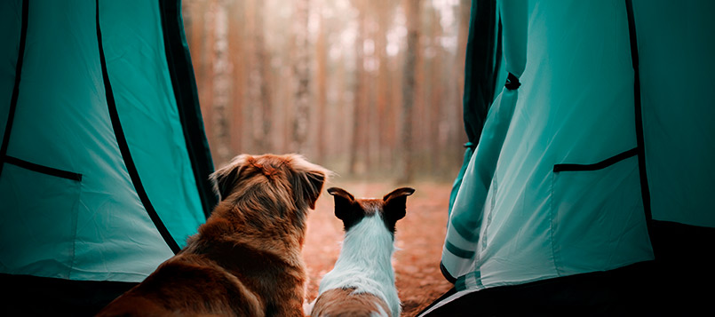 mascotas-viajar