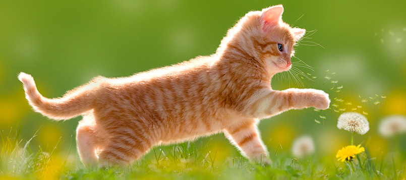 gatito-agosto