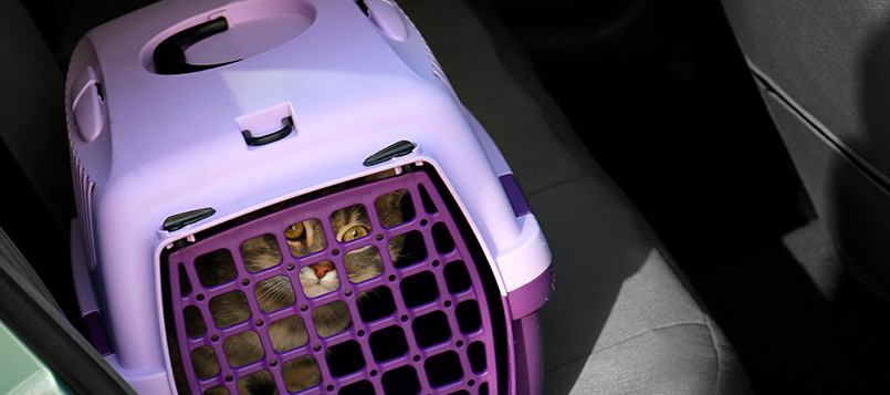 gato-coche
