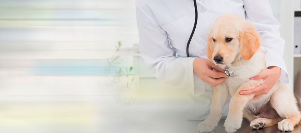 hacer-un-seguimiento-a-las-mascotas