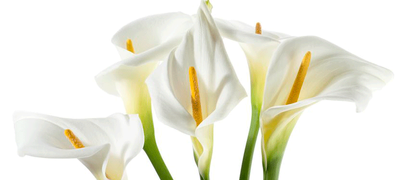 Descubre las mejores flores de interior para tu casa
