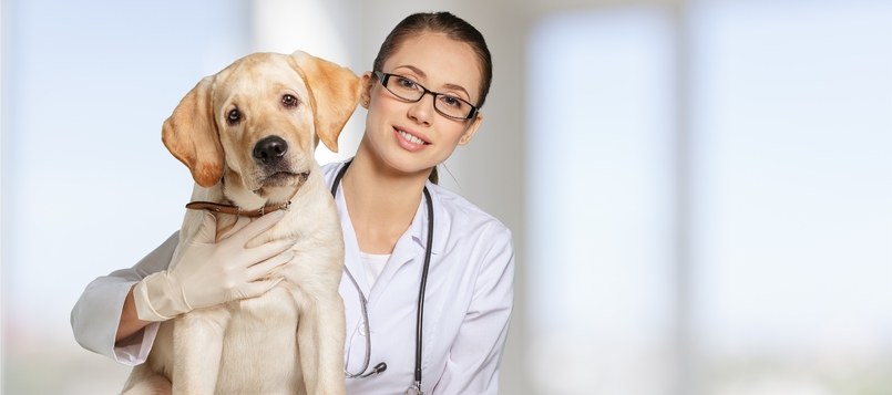 Preguntas sobre tu mascota en el veterinario 1