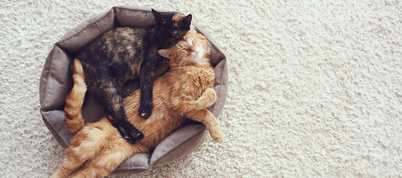Cómo-hacer-qué-mi-gato-se-acostumbre-a-otro-animal-1