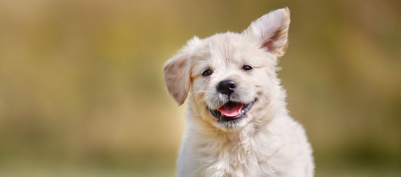 cómo-cuidar-a-tu-cachorro-cuando-se-acerca-el-buen-tiempo-1