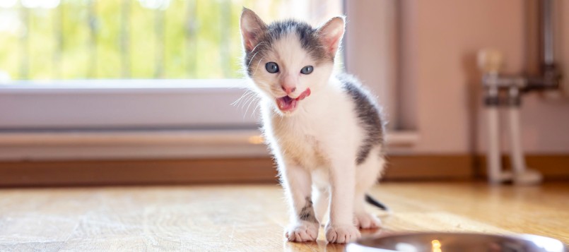 gatito-contra-el-calor-8
