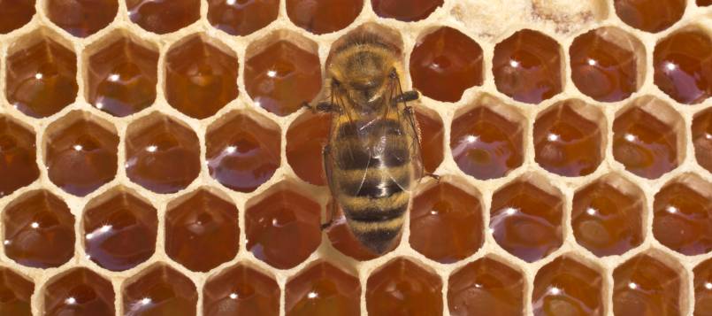Las abejas son las reinas de la optimización del espacio.