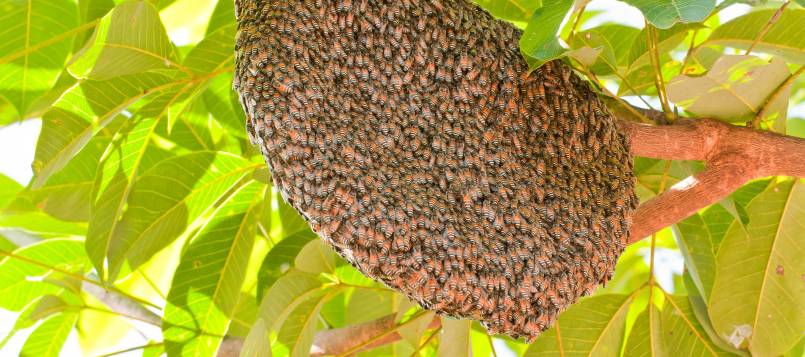 En el enjambre, las abejas se preparan para crear una nueva colmena.