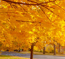 3 prachtige scootmobielroutes in de herfst