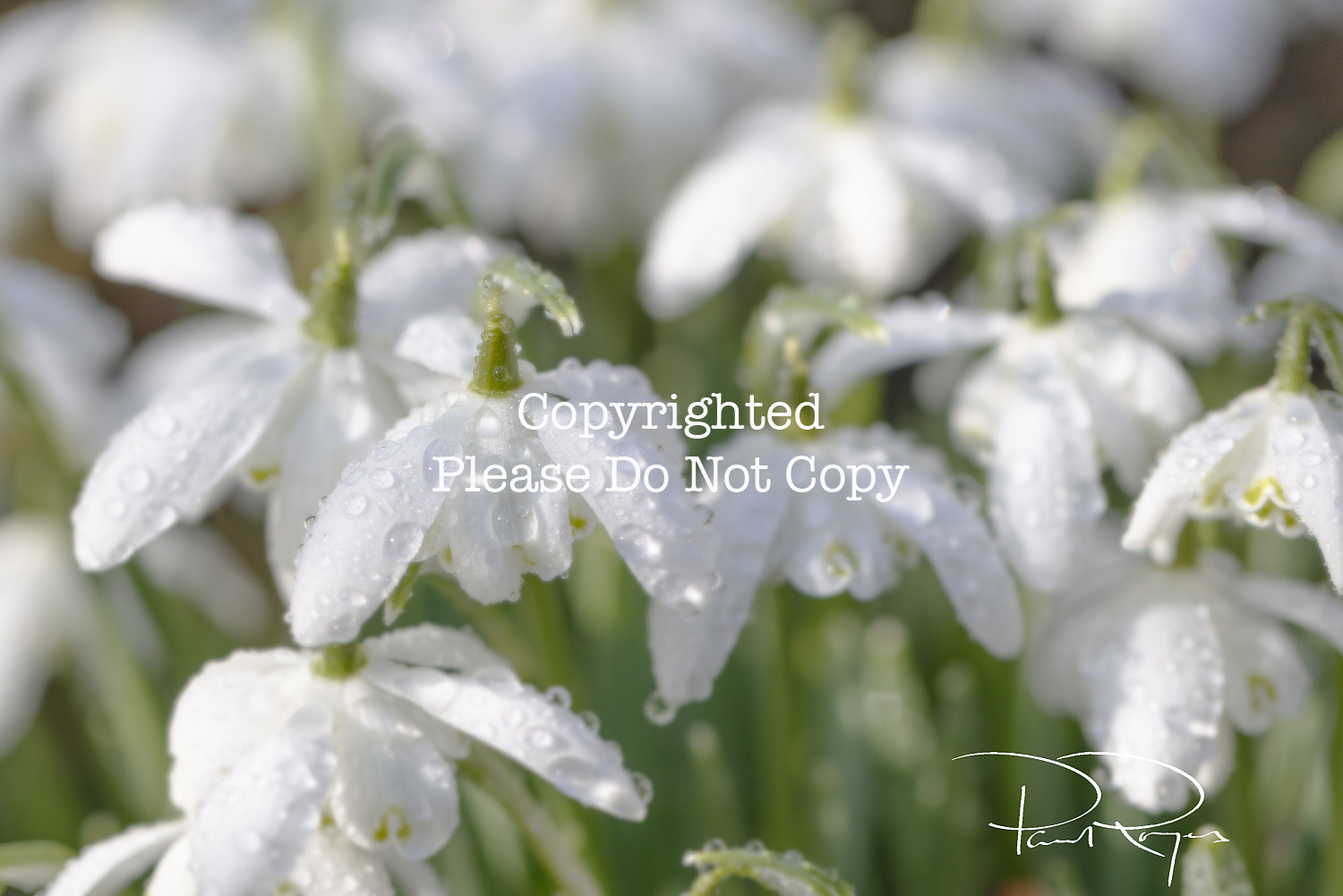 Snowdrops