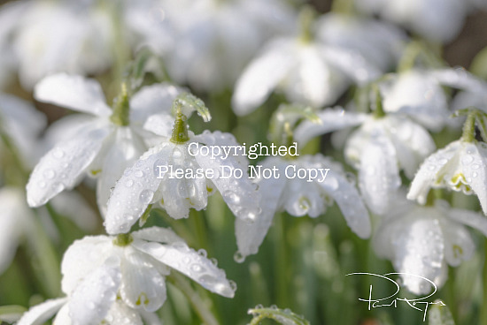 Snowdrops