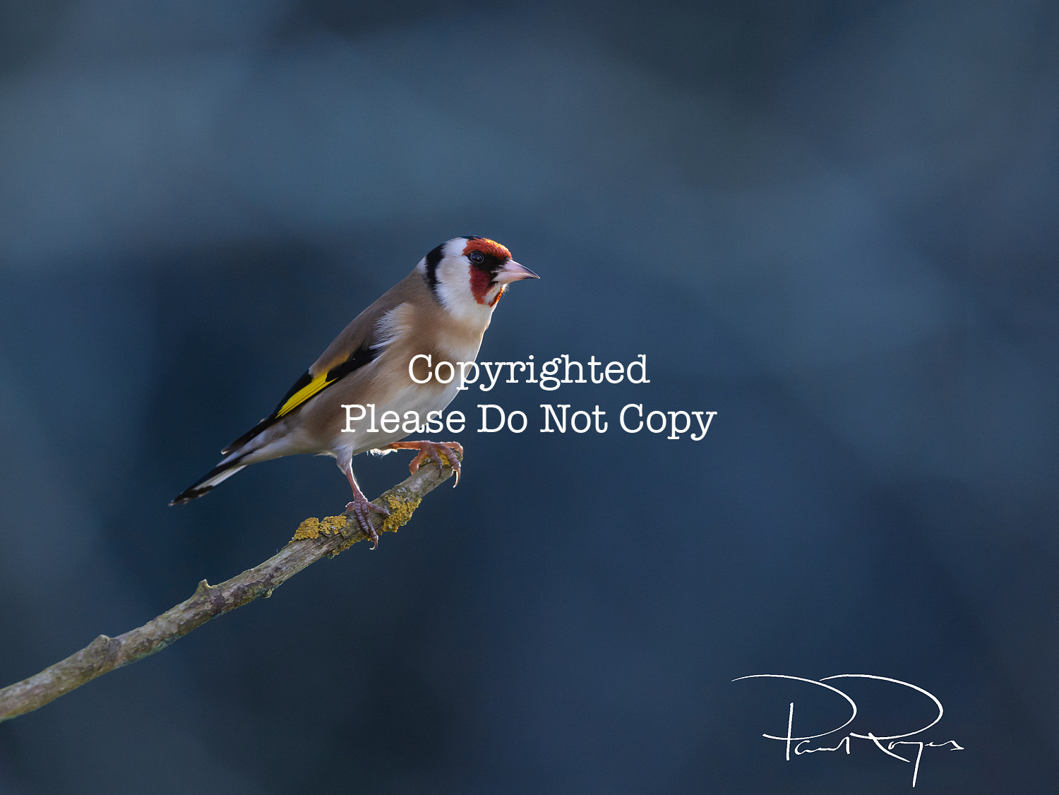 Goldfinch