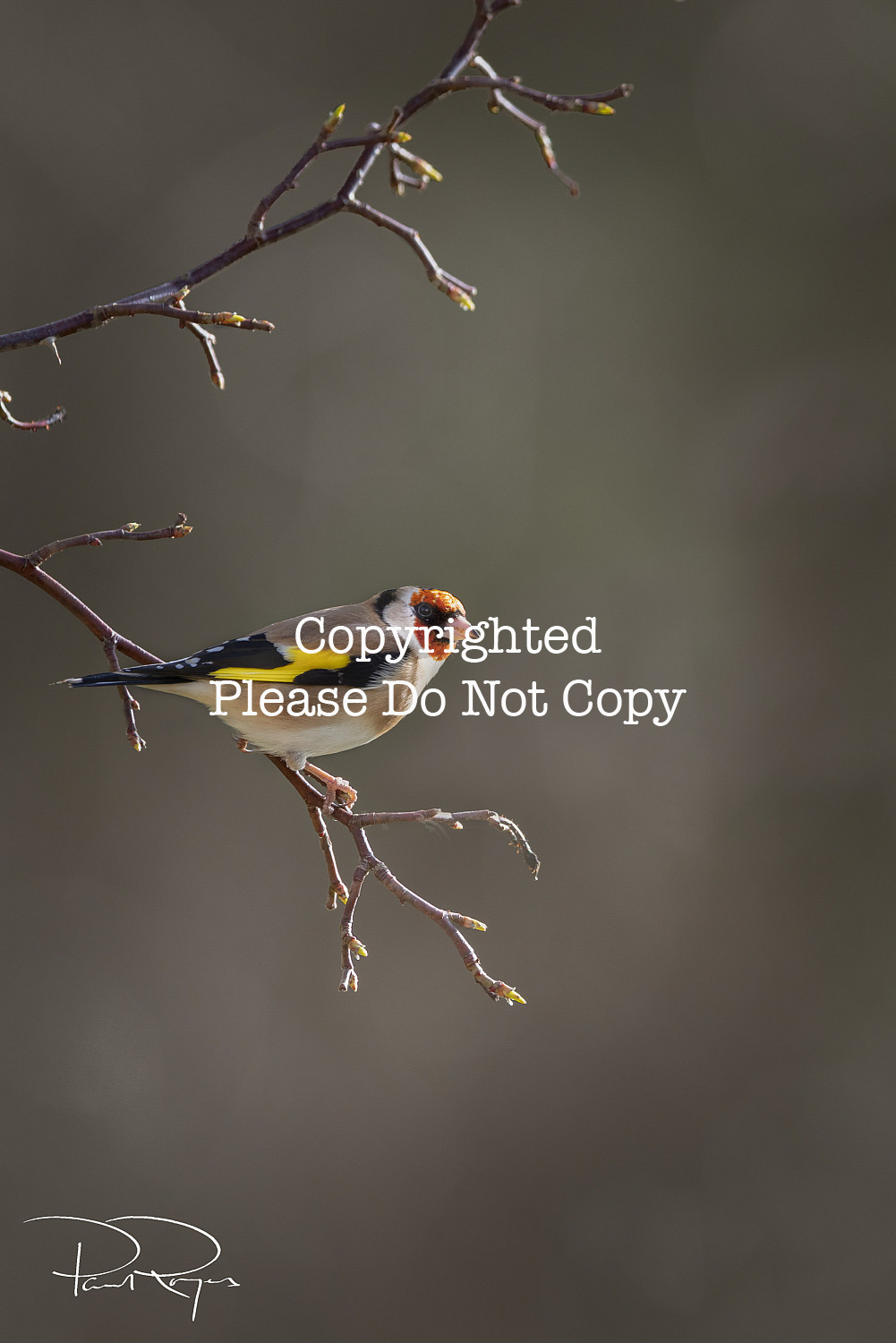 Goldfinch