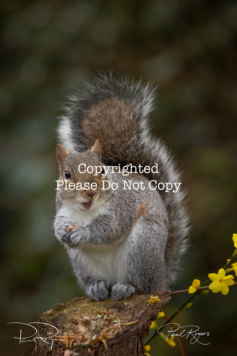 Squirrel