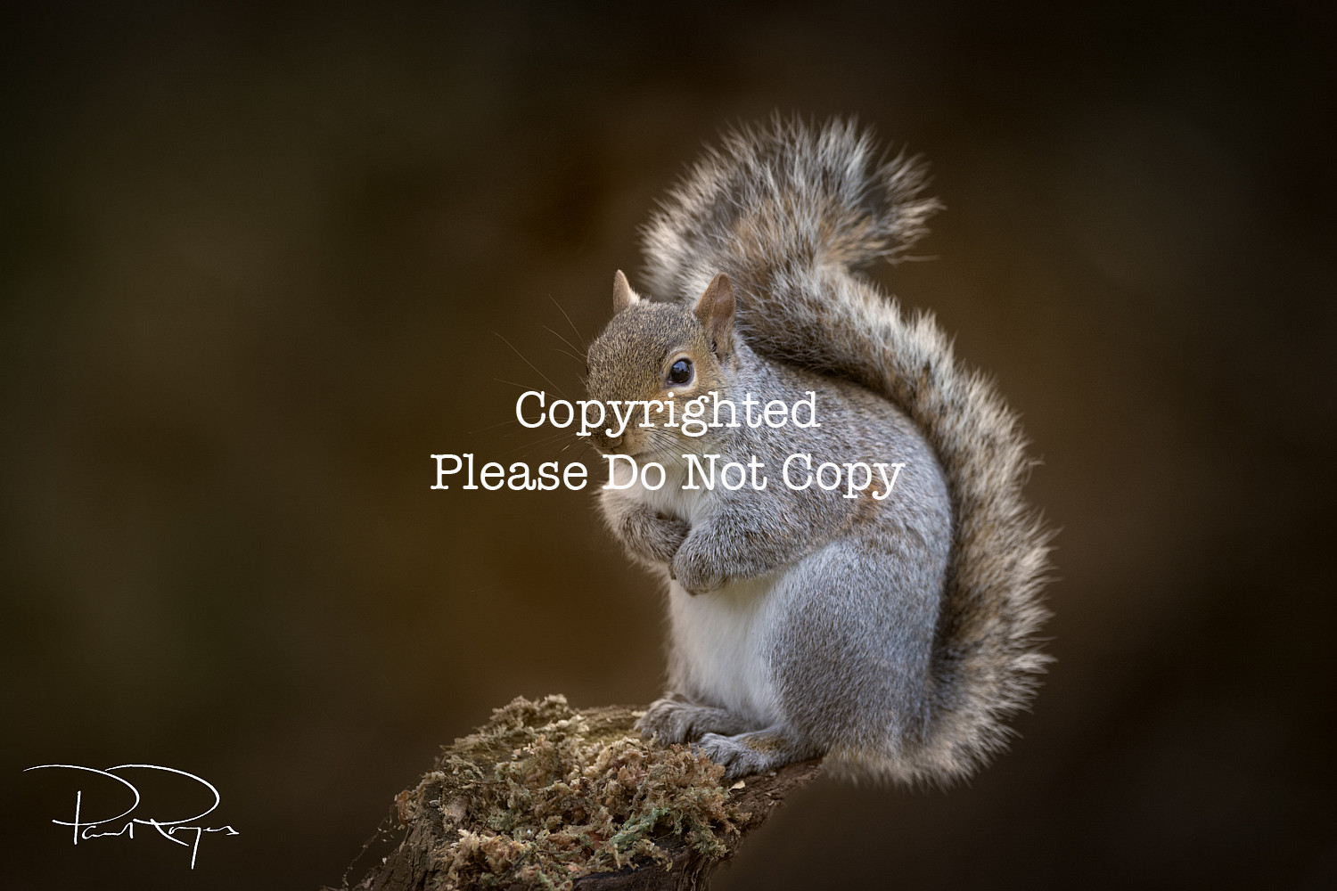 Squirrel