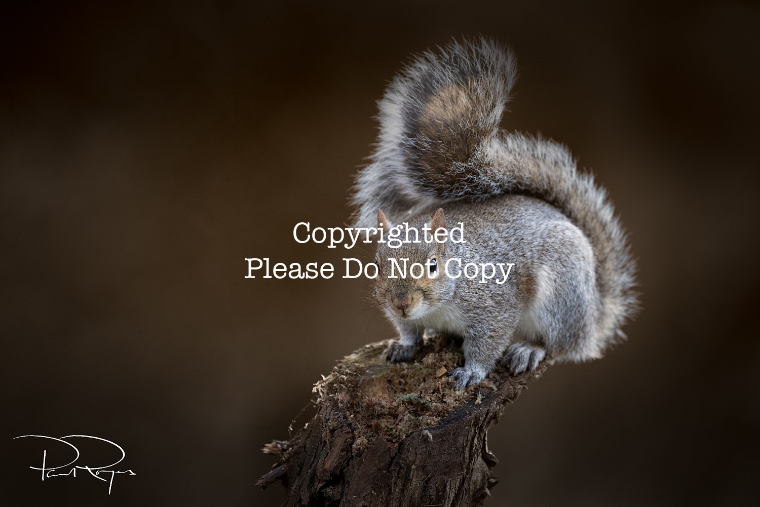 Squirrel