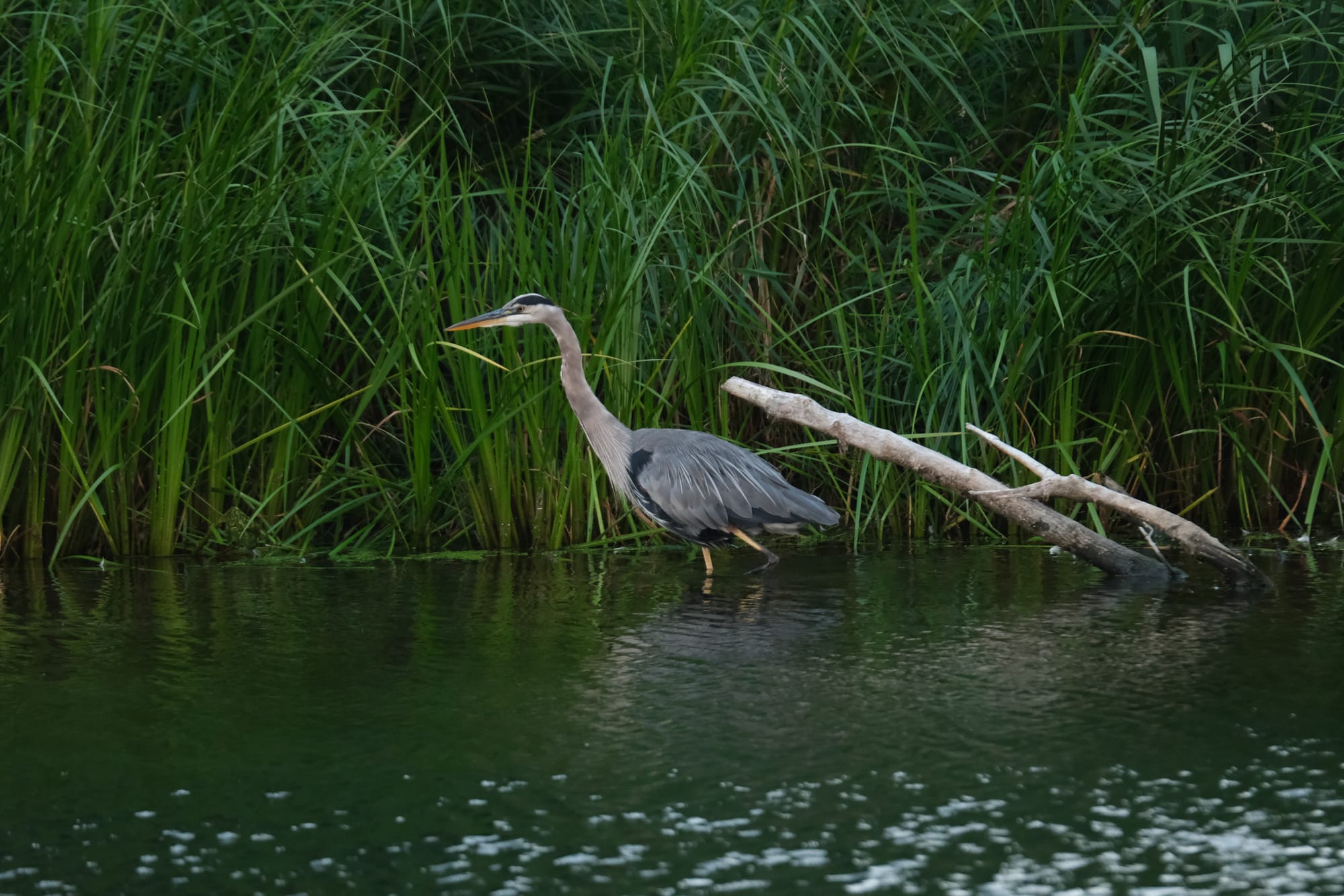 Herons in Humber Bay