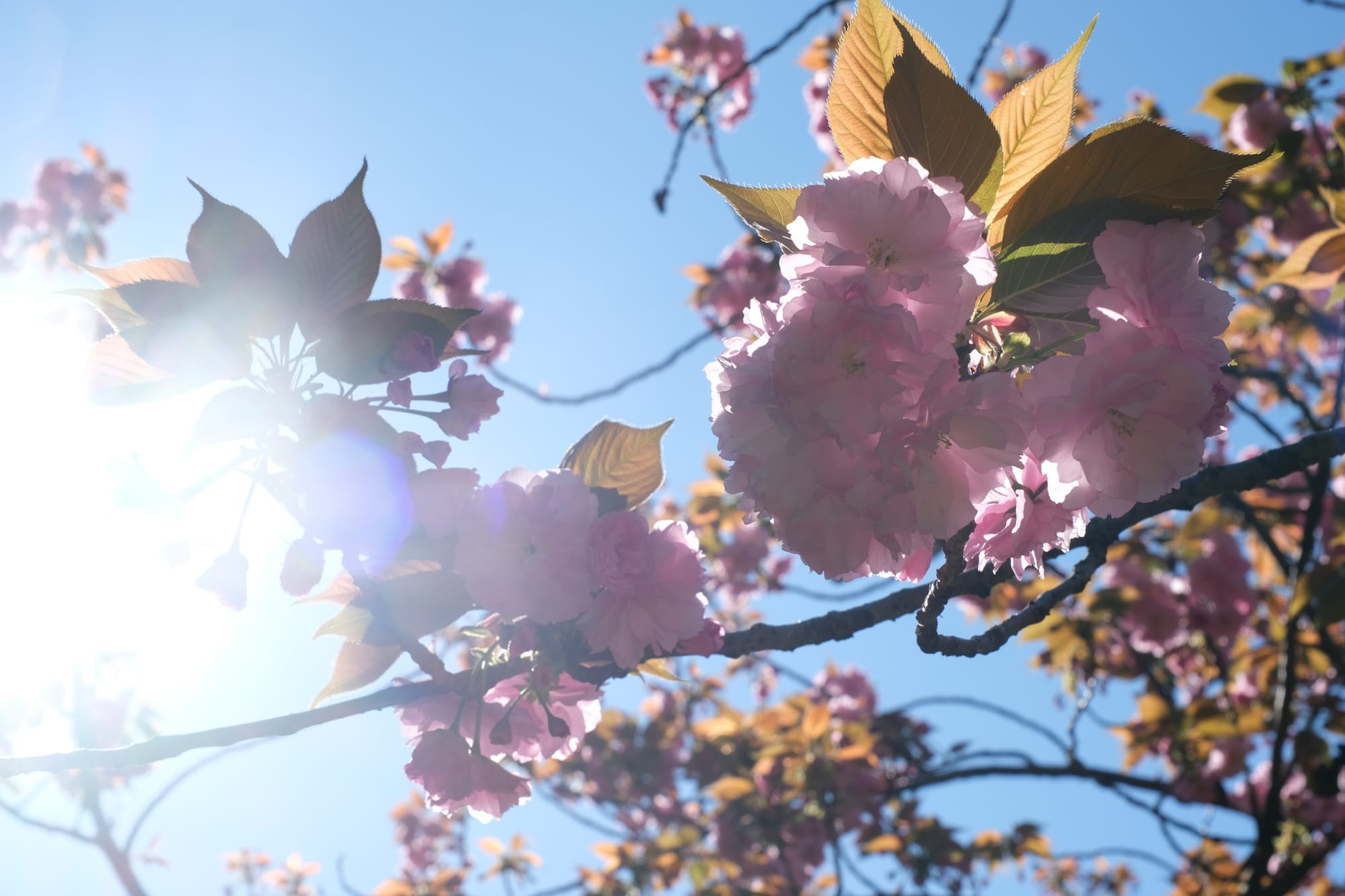 Cherry Blossoms Everywhere