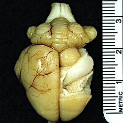 The brain of a California ground squirrel (Spermophilus beeches)