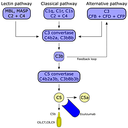 Complement cascade diagram