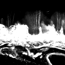 Innervation in rhinarium skin - confocal microscopy images