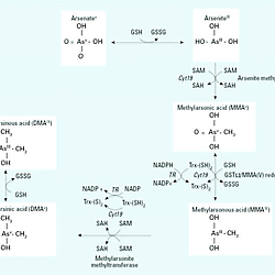 glutathione arsenic methylation  metabolism Arsenic methylation  Lessons from