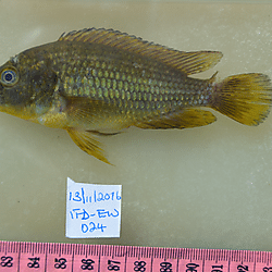 Astatoreochromis alluaudi