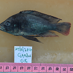 Blue Victoria mouthbrooder (Haplochromis nubilus) — Cichlidae