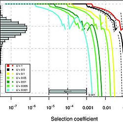 On the potential for extinction by Muller's Ratchet in 0