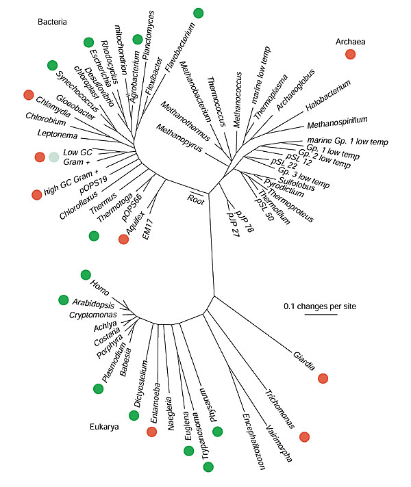 Item - Distribution of glutathione mapped onto a universal tree of life  based on 16S rRNA sequences - figshare - Figshare