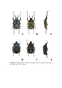 Item - A news species of Dicronocephalus Hope, 1831 from Yunnan