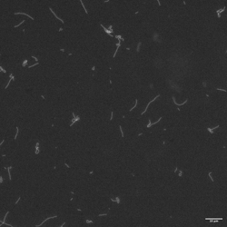 Supplementary figure 8