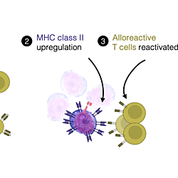 Graphical Abstract examples for improved AML therapy