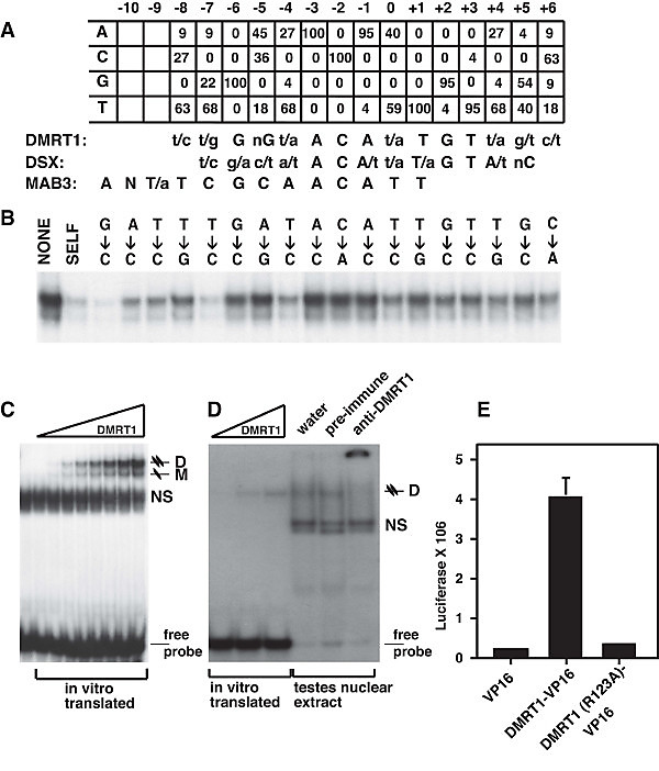 vertebrate dm domain proteins bind