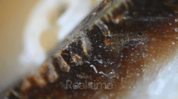 <i>Immergentia</i> <i>stephanieae </i>defecation