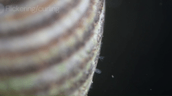Feeding behaviour of <i>Immergentia</i> <i>stephanieae</i>