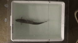 Rainbow trout biologgers and behaviour