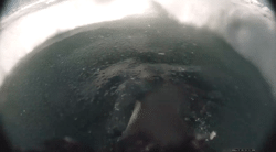Emperor Penguin McMurdo Sound 2019-11-08
