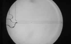 minimum Bubble-10x.mp4