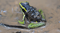 d'Orgeix et al. (2025) Video S1