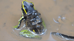 d'Orgeix et al. (2024) Video S2