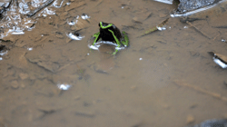 d'Orgeix et al. (2024) Video S3