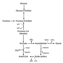 Saccharomyces spp. fructose metabolism