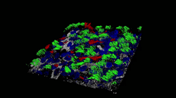 Myo et al. 2025. 3D rendering of SAEC ALI culture