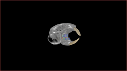 Supplementary Videos to "More than one species of the naked mole-rat, a new biomedical model"