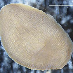 Image dataset: Freshwater leeches (Hirudinida: Glossiphoniidae) from Tibet collected by P.K. Kozlov's expedition in 1900-1901