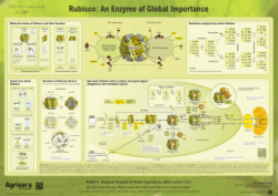 Rubisco: An Enzyme of Global Importance, Agrisera Educational Poster Collection, Poster 4, 2020