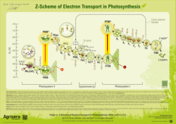 Z-Scheme of Electron Transport in Photosynthesis, Agrisera Educational Poster Collection, Poster 2, 2018