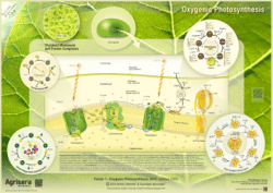 Oxygenic Photosynthesis, Agrisera Educational Poster Collection, Poster 1, 2016